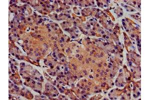 IHC image of ABIN7163131 diluted at 1:400 and staining in paraffin-embedded human pancreatic tissue performed on a Leica BondTM system. (Sphingomyelin Synthase 1 anticorps  (AA 48-137))