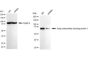 Western blotting analysis using Golgi reassembly stacking protein 1 antibody (ABIN7798795). (Recombinant GORASP1 anticorps)