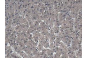 Detection of ABP1 in Porcine Liver Tissue using Polyclonal Antibody to Amiloride Binding Protein 1 (ABP1)