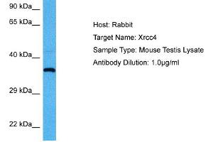 Host:  Mouse  Target Name:  XRCC4  Sample Tissue:  Mouse Testis  Antibody Dilution:  1ug/ml (XRCC4 anticorps  (Middle Region))