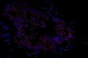 Immunofluorescent analysis of paraformaldehyde-fixed human prostate using Ring1A (ABIN7075467) at dilution of 1: 800