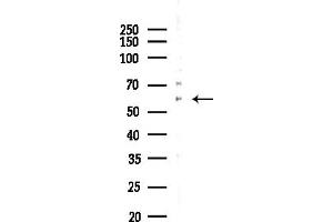 Western blot analysis of lysates from Rat testis, using KCNN1 Antibody at 1/1000 dilution.