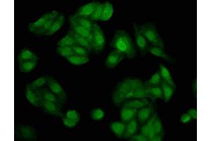 Immunofluorescence staining of HepG2 cells with ABIN7143530 at 1:200, counter-stained with DAPI.