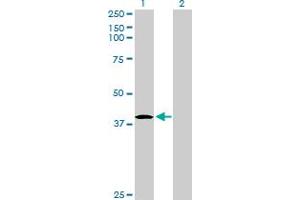 Western Blot analysis of HHEX expression in transfected 293T cell line by HHEX MaxPab polyclonal antibody. (HHEX anticorps  (AA 1-270))