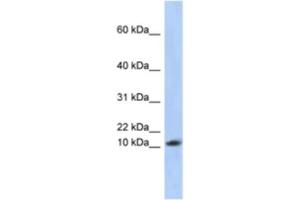 Western Blotting (WB) image for anti-Ribosomal Protein L30 (RPL30) antibody (ABIN2463955) (RPL30 anticorps)