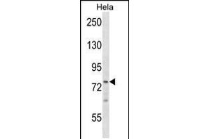 Western blot analysis in Hela cell line lysates (35ug/lane).