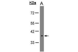 WB Image Sample(30 μg of whole cell lysate) A:HeLa S3 , 10% SDS PAGE antibody diluted at 1:1000 (OPN5 anticorps)