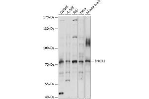 Western blot analysis of extracts of various cell lines, using ENOX1 antibody (ABIN7266892) at 1:1000 dilution. (ENOX1 anticorps  (AA 450-560))
