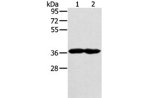 Western Blot analysis of Mouse heart and muscle tissue using GNAT3 Polyclonal Antibody at dilution of 1:400 (GNAT3 anticorps)