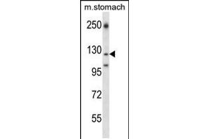 Western blot analysis in mouse stomach tissue lysates (35ug/lane). (LAMC2 anticorps  (AA 941-970))