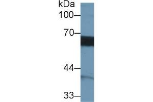 Detection of MMP3 in Human Hela cell lysate using Monoclonal Antibody to Matrix Metalloproteinase 3 (MMP3) (MMP3 anticorps  (AA 363-477))