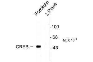 Image no. 1 for anti-cAMP Responsive Element Binding Protein 1 (CREB1) (pSer133) antibody (ABIN372604)