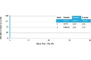 anti-Calbindin 2 (CALB2) antibody