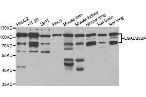 Western blot analysis of extracts of various cell lines, using LGALS3BP antibody (ABIN5974167) at 1/1000 dilution. (LGALS3BP anticorps)