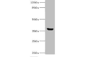 Western blot All lanes: ANXA8L2 antibody at 18 μg/mL + HepG2 whole cell lysate Secondary Goat polyclonal to rabbit IgG at 1/10000 dilution Predicted band size: 37, 31 kDa Observed band size: 37 kDa (ANXA8L2 anticorps  (AA 1-276))