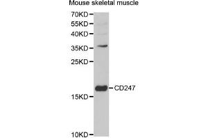 Western blot analysis of extracts of mouse skeletal muscle, using CD247 antibody (ABIN5971089) at 1/1000 dilution. (CD247 anticorps)