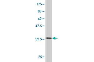 Western Blot detection against Immunogen (38.