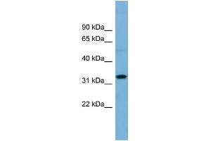 WB Suggested Anti-OR6C68 Antibody Titration:  0.