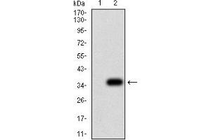 Western blot analysis using P2RY8 mAb against HEK293 (1) and P2RY8 (AA: extra mix)-hIgGFc transfected HEK293 (2) cell lysate.