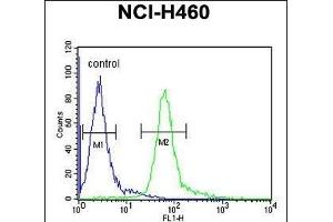 HIST1H1B Antibody (N-term) (ABIN651424 and ABIN2840231) flow cytometric analysis of NCI- cells (right histogram) compared to a negative control cell (left histogram).