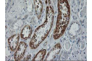 Immunohistochemical staining of paraffin-embedded Human Kidney tissue using anti-GATM mouse monoclonal antibody. (GATM anticorps)