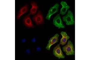 ABIN6264030 and ABIN6277904 staining HepG2 cells by IF/ICC. (Pannexin 3 anticorps  (Internal Region))