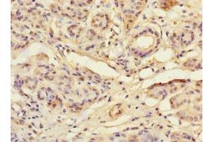 Immunohistochemistry of paraffin-embedded human salivary gland tissue using ABIN7171878 at dilution of 1:100 (TSPAN4 anticorps  (AA 107-201))