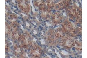 Detection of SPRY1 in Mouse Kidney Tissue using Polyclonal Antibody to Sprouty Homolog 1 (SPRY1)