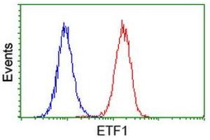 Image no. 1 for anti-Eukaryotic Translation Termination Factor 1 (ETF1) antibody (ABIN1498129) (ETF1 anticorps)