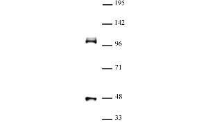 CUL4B (pAb) tested by Western blot. (Cullin 4B anticorps  (N-Term))