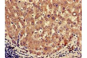 Immunohistochemistry of paraffin-embedded human liver tissue using ABIN7162423 at dilution of 1:100 (OXT anticorps  (AA 27-123))