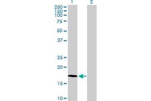 Western Blot analysis of FAM107A expression in transfected 293T cell line by FAM107A MaxPab polyclonal antibody. (FAM107A anticorps  (AA 1-144))