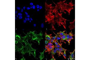 Immunocytochemistry/Immunofluorescence analysis using Mouse Anti-GFAP R416WT Monoclonal Antibody, Clone S206B-9 . (GFAP anticorps  (AA 411-422) (PerCP))
