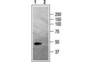Western blot analysis of rat brain membranes: - 1.