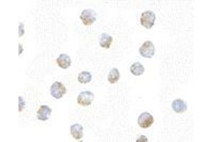 Immunocytochemistry of Bub1 in A20 cells with AP30171PU-N Bub1 antibody at 10 μg/ml.