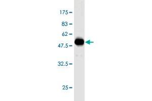 Western Blot detection against Immunogen (50.