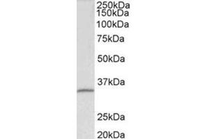 Western Blotting (WB) image for anti-Fibrillarin (FBL) (Internal Region) antibody (ABIN1107199) (Fibrillarin anticorps  (Internal Region))