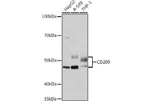 Western blot analysis of extracts of various cell lines, using CD209 Rabbit mAb (ABIN7266173) at 1:1000 dilution. (DC-SIGN/CD209 anticorps)