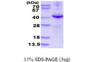 SDS-PAGE (SDS) image for Dual Specificity Phosphatase 10 (DUSP10) (AA 149-482) (Active) protein (His tag) (ABIN668018)