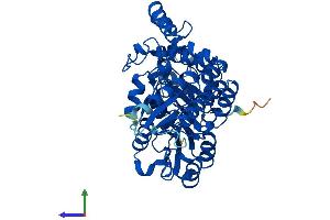 AlphaFold protein structure predicition of Mouse Recombinant Kynu Protein, UniprotID Q9CXF0