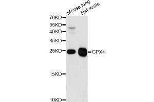 Western blot analysis of extracts of various cell lines, using GPX4 antibody (ABIN5970997) at 1/1000 dilution. (GPX4 anticorps)