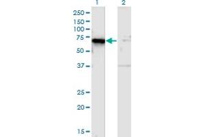 Western Blot analysis of TSPYL1 expression in transfected 293T cell line by TSPYL1 monoclonal antibody (M01), clone 4F11. (TSPYL1 anticorps  (AA 1-100))