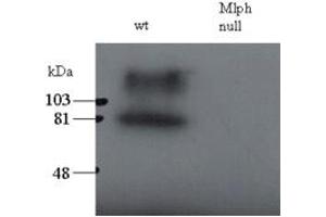 ABIN184753 staining (0. (Melanophilin anticorps  (C-Term))