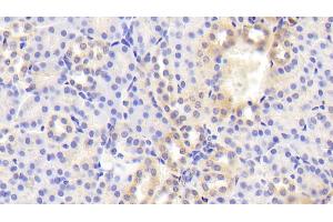 Detection of BACE2 in Mouse Kidney Tissue using Polyclonal Antibody to Beta Secretase 2 (BACE2)