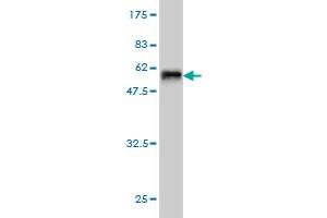 Western Blot detection against Immunogen (59.