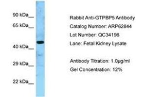 GTPBP5 抗体  (AA 130-179)