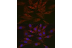 Immunofluorescence analysis of NIH/3T3 cells using DNPH1 Rabbit mAb (ABIN7266383) at dilution of 1:50 (40x lens).