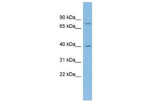 WB Suggested Anti-CUX1 Antibody Titration:  0. (CUX1 anticorps  (N-Term))