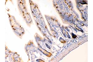 Anterior Gradient 2 was detected in paraffin-embedded sections of  mouse intestine tissues using rabbit anti- Anterior Gradient 2 Antigen Affinity purified polyclonal antibody (Catalog # ) at 1 µg/mL.