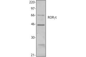Image no. 1 for anti-RAR-Related Orphan Receptor C (RORC) (N-Term) antibody (ABIN230429) (RORC anticorps  (N-Term))